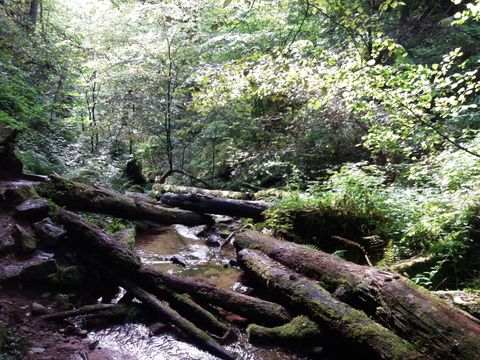 Feriendorf Waldbrunn - Camping Baden-Württemberg - Image N°26