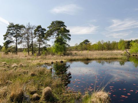 Oostappen park Boschbeek - Camping Roerdalen - Image N°12