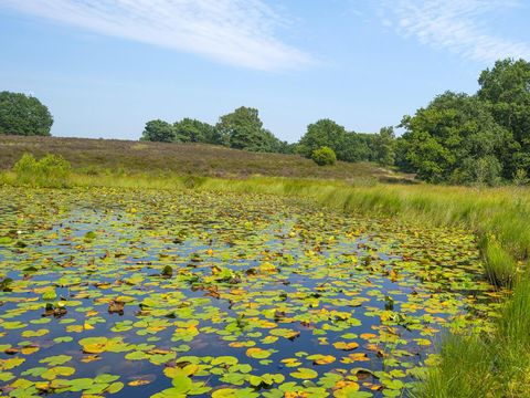 Oostappen park Boschbeek - Camping Roerdalen - Image N°10