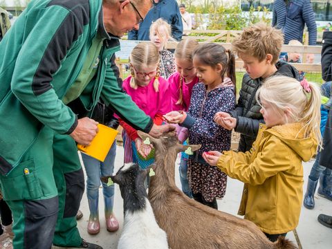 Vakantiepark Molenwaard - Camping Molenlanden - Image N°15