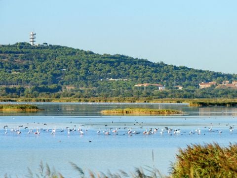 Residentie Le Florid - Camping Hérault - Image N°24