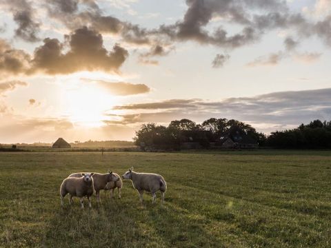 Landal Beach Park Texel - Camping Texel - Image N°19