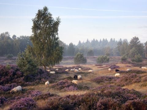 Landal Drentse Lagune - Camping Midden-Drenthe - Image N°21