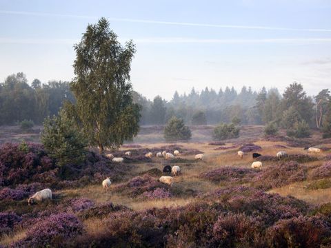 Landal Drentse Lagune - Camping Midden-Drenthe - Image N°11