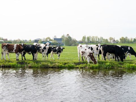 De Tulpenacker - Camping Kaag et Braassem - Image N°3