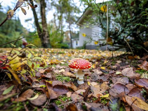 Bungalowpark Het Verscholen Dorp - Camping Harderwijk - Image N°25