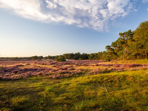 Bungalowpark Het Verscholen Dorp - Camping Harderwijk - Image N°24