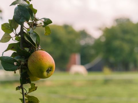 Landrijk de Reesprong - Camping Haaksbergen - Image N°53