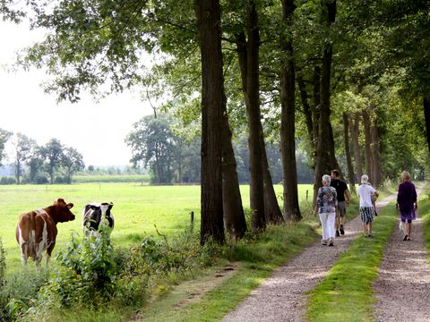 Landrijk de Reesprong - Camping Haaksbergen - Image N°9