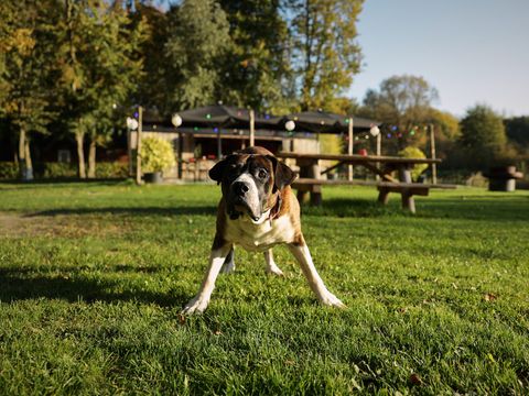 Holiday Park De Parel - Camping Zeewolde - Image N°3