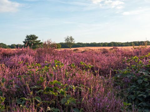 Landal Gooise Heide - Camping Huizen - Image N°8