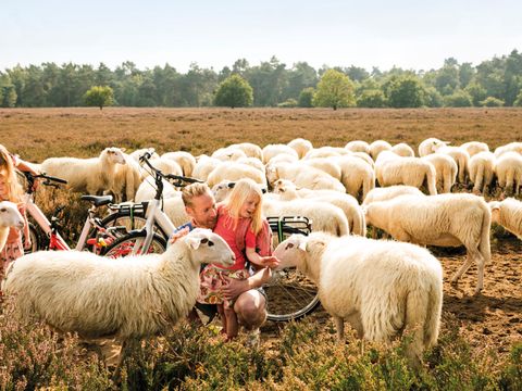 Landal Gooise Heide - Camping Huizen - Image N°33