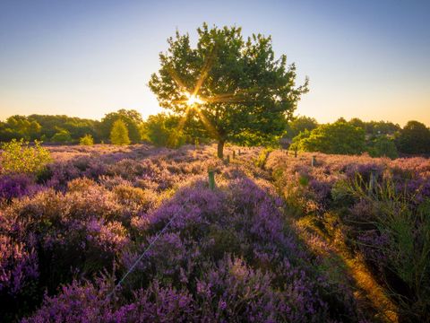 Landal Gooise Heide - Camping Huizen