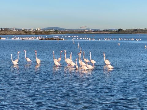 Camping de l'Arnel - Camping Hérault - Image N°34