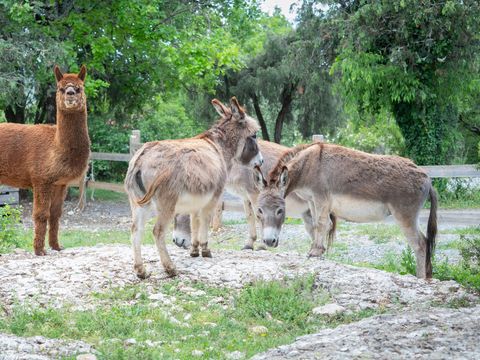 Domaine Saint Cerice - Camping Ardèche - Image N°22