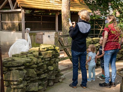 Familiepark Goolderheide - Camping Limburg Belge - Image N°6