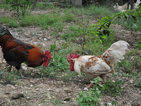 Agricampeggio Masseria San Nicola - Camping Brindisi - Image N°4