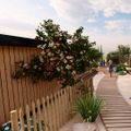 Roompot Beach Resort Agde