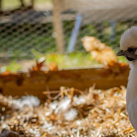 HÉBERGEMENT INSOLITE 2 personnes - Cabane pilotis