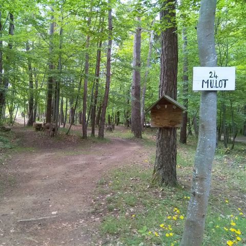 EMPLACEMENT - Lierre : sans électricité, simple, en sous-bois