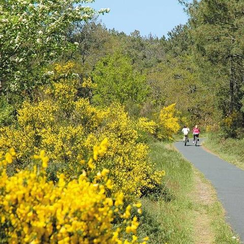 Camping Lou Pignada - Camping Landes - Image N°5