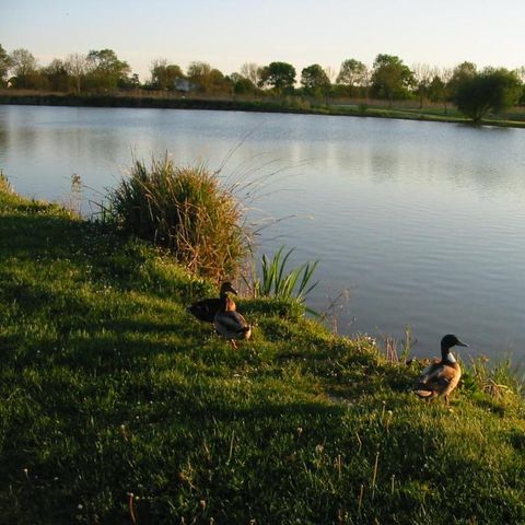 Camping du Lac de Saujon - Camping Charente-Maritime - Image N°4