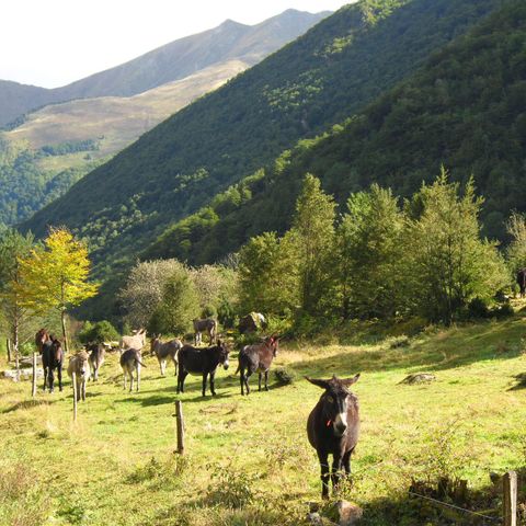 Camping Le Haut Salat - Camping Ariège - Image N°4