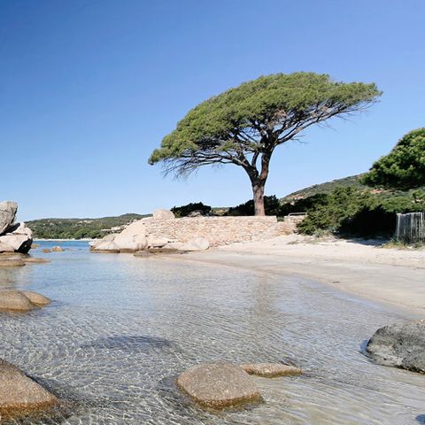 Camping Pezza Cardo - Camping Corsica del Sud - Image N°2