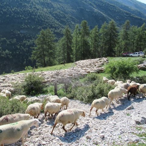 Camping La Ribière - Camping Alpes-de-Haute-Provence