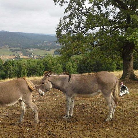 Camping La Ferme Du Pelou - Camping Dordogna - Image N°3