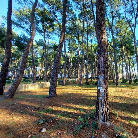 PIAZZOLA - Piazzola nuda - Tenda e roulotte -