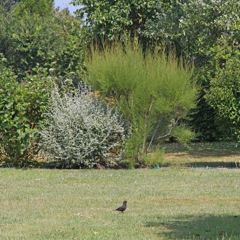 PARZELLE - Natur ohne Strom