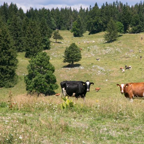 Village Vacance Les Clarines - Camping Jura - Image N°4