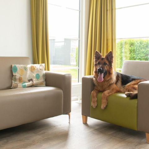 Chalet 6 personen - Comfort Lodge | 6 personen(50 m²)- Honden toegelaten