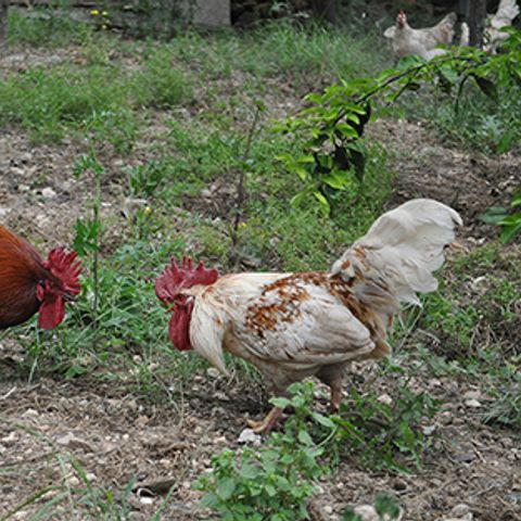 Agricampeggio Masseria San Nicola - Camping Brindisi - Image N°3