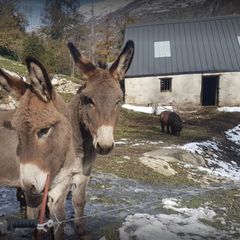 Camping Les Tilleuls - Camping Hautes-Pyrénées