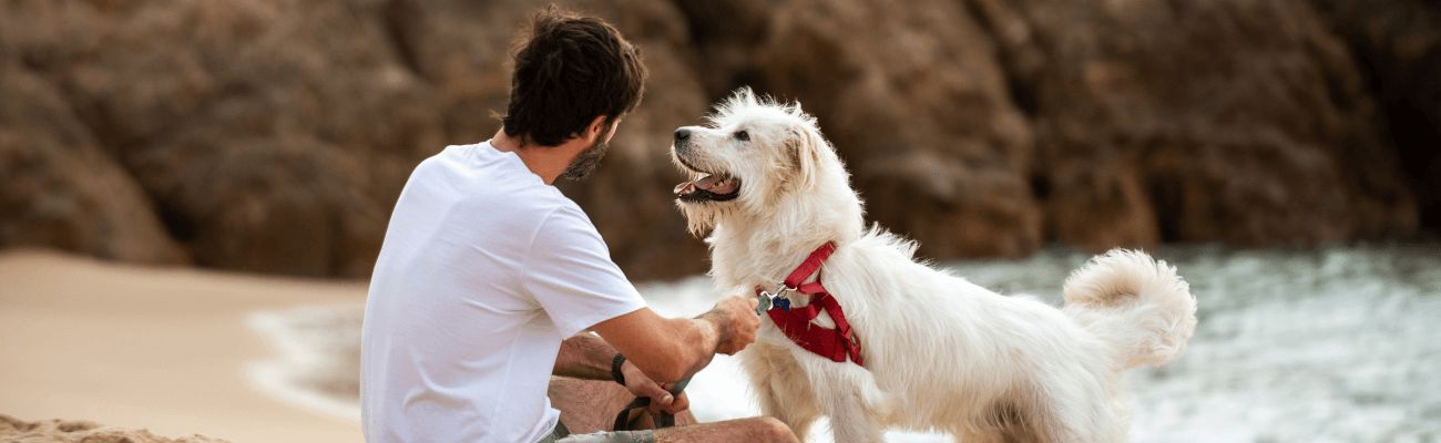 camping que admiten mascotas