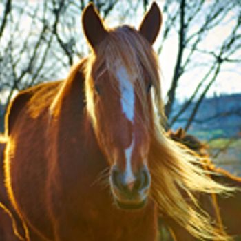 Holiday parks near a riding school