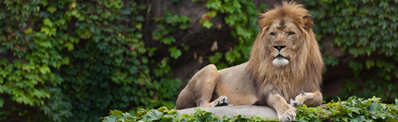 Artis Royal Zoo