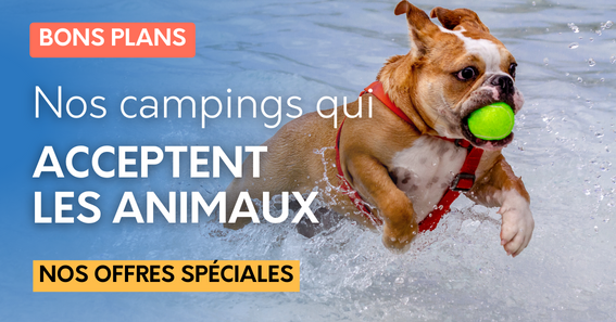 Sélection animaux acceptés